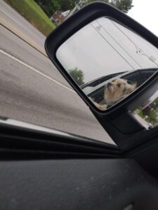 dog in rearview mirror