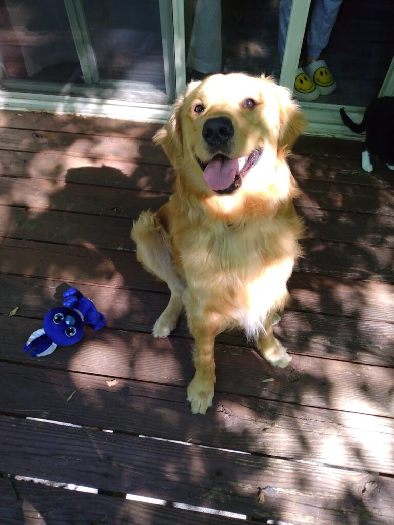 happy dog sitting with a dog toy