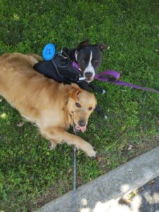 two dogs playing on a walk