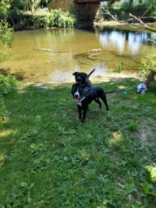 two dogs playing by water